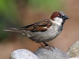 sparrow
